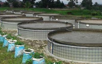 Menghemat Pakan Dan Air Dengan Bioflok