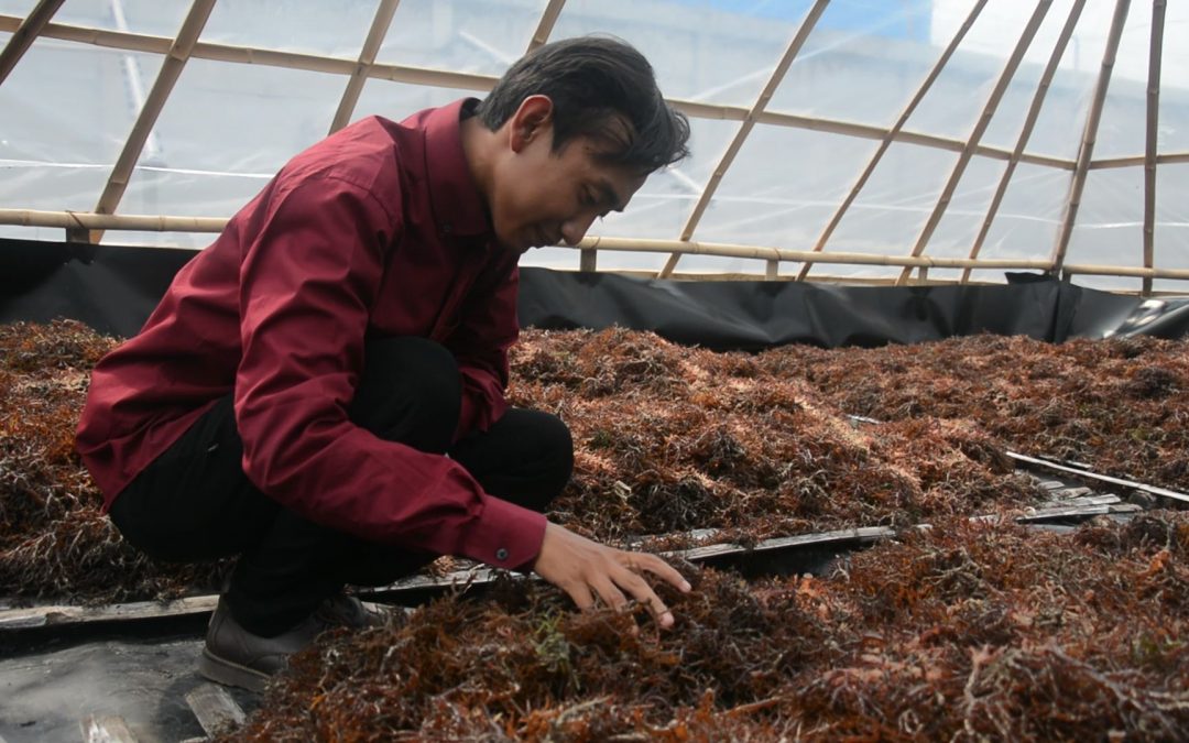 Bangunan Prisma, Harapan Petani Rumput Laut Atasi Musim Hujan