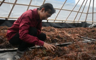 Bangunan Prisma, Harapan Petani Rumput Laut Atasi Musim Hujan