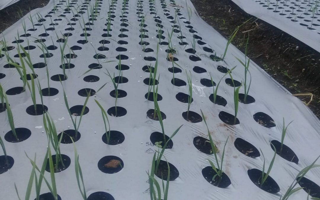 Manfaat Dan Kelebihan Mulsa Topi Gunung