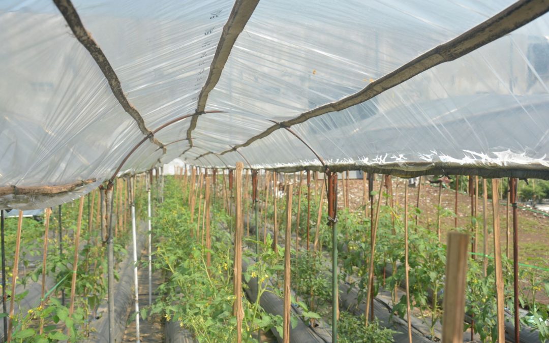 Sungkup Plastik, Solusi Murah Petani Di Cuaca Ekstrim