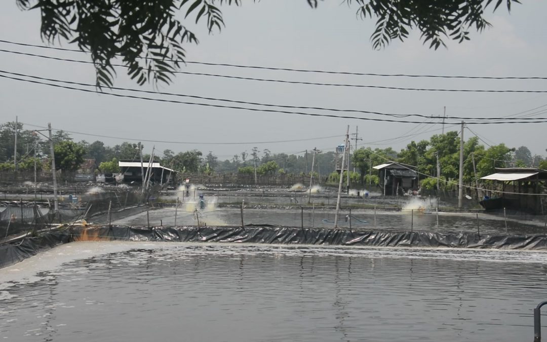 Lebih Untung Gunakan Geomembrane Untuk Tambak Udang Vanamei