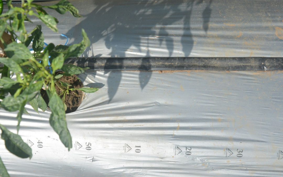 Ini Kelebihan Mulsa Hitam Perak Topi Gunung Yang Menguntungkan Petani