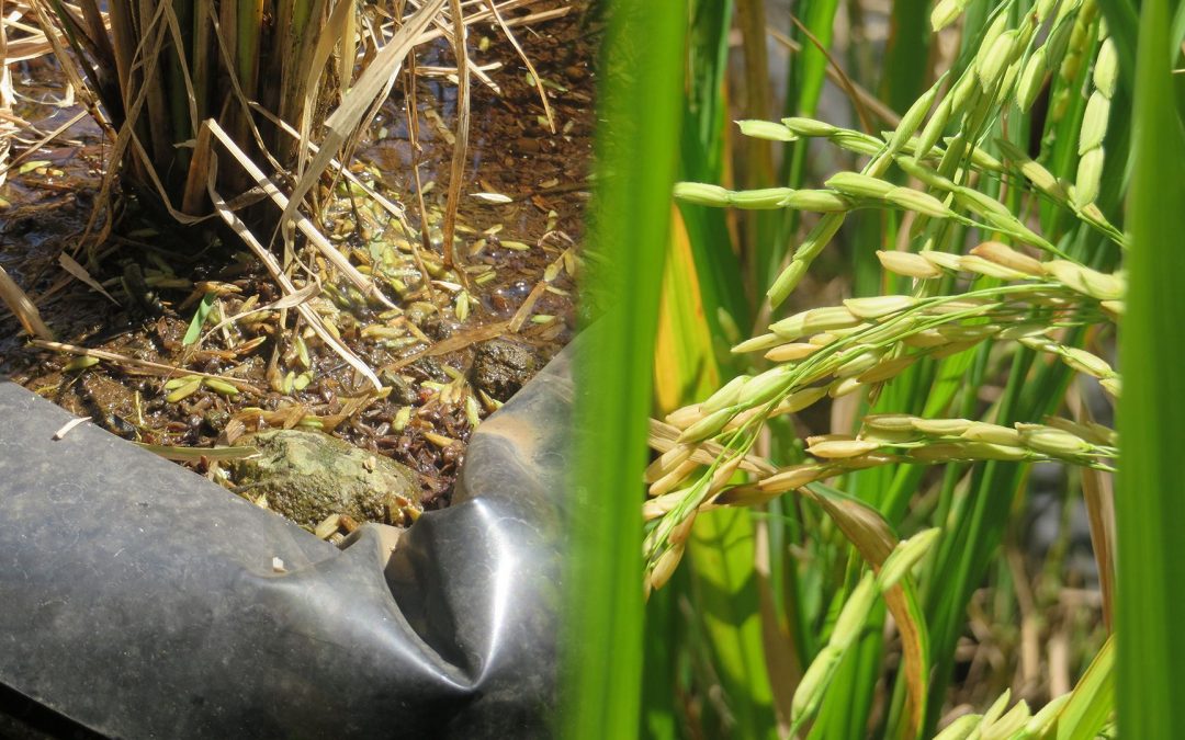 Bertani Padi Sawah Di Luar Sawah