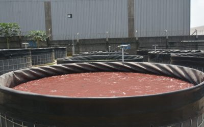 Budidaya Ikan Lele Lebih Mudah Metode dengan Red Water System (RWS)
