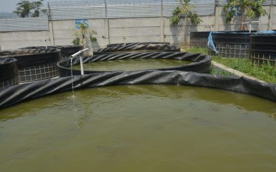 Green Water System (GWS), Cara Mudah Budidaya Lele