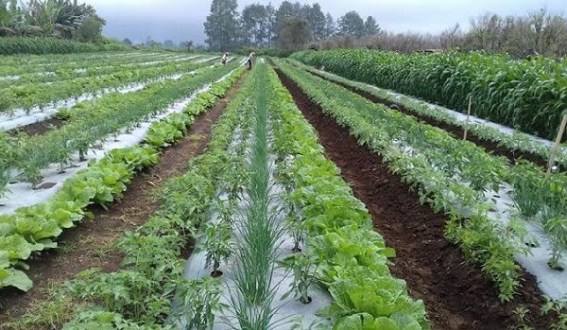 Manfaatkan Lahan Dengan Metode Tumpang Sari