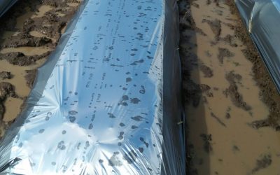 Mulsa Super Kilap, Pelindung Tanaman Dari Hama
