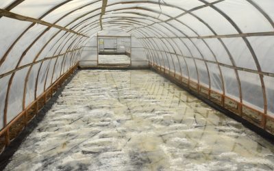 Gunakan Geomembrane dan Sistem Tunnel, Tambak Garam Makin Berkualitas