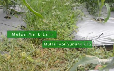 Mulsa Topi Gunung, Favorit Petani Garut