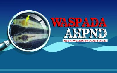 Awas AHPND, Teror Baru Bisnis Budidaya Udang