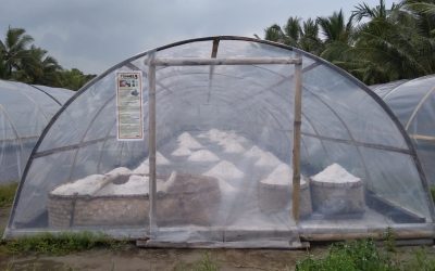 Dengan Cara ini, Garam Lokal Dapat Bersaing Dengan Produk Impor