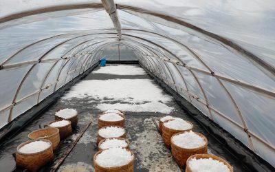 Perkuat Produksi Garam Dalam Negeri, Gunung Kidul Buka Lahan Wisata Pertambakan Garam Segala Musim