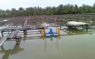 Inilah Jenis Ikan Budidaya Tambak yang Cukup Menggiurkan