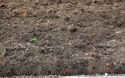 Tanah Subur untuk Berkebun Jenis Humus yang Penuh Unsur Hara