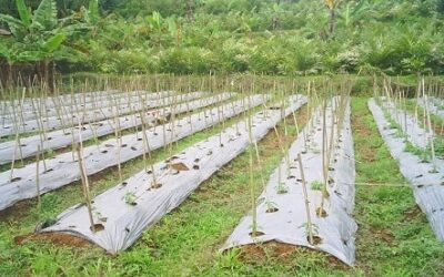 Membedakan Mulsa untuk Tanaman Jenis Organik atau Anorganik