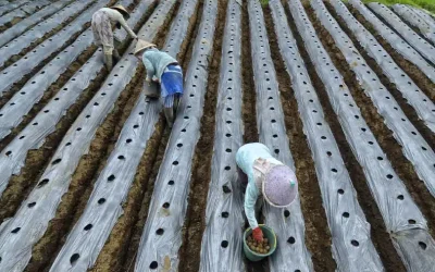 Pengertian dan Fungsi Mulsa Plastik untuk Tanaman