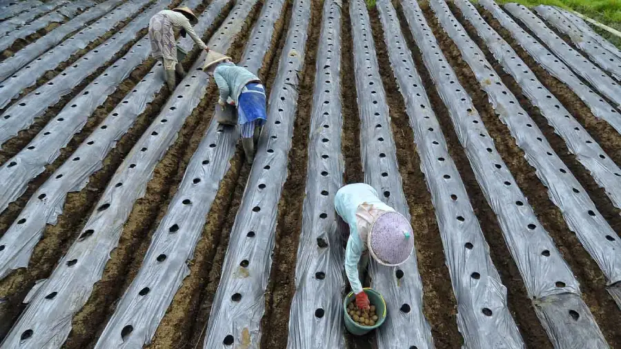 memasang mulsa plastik untuk tanaman