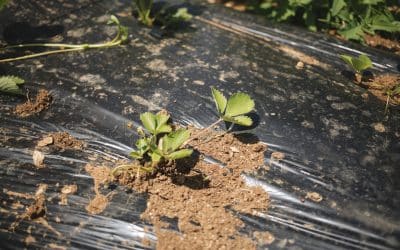 Ketahui Dampak Penggunaan Plastik Mulsa terhadap Kualitas Tanah dan Produktivitas Tanaman