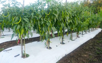Perbandingan Antara Plastik Mulsa Hitam, Putih, dan Transparan