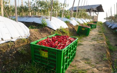Mengenal Dampak Plastik Mulsa Terhadap Efisiensi Penggunaan Air