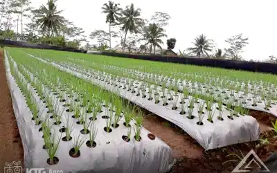 Ini Alasan Mengapa Mulsa Plastik Hitam Perak Jadi Pilihan Terbaik Untuk Pertumbuhan tanaman