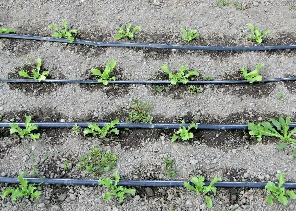 Ilustrasi selang irigasi