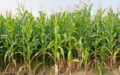 Cara Meningkatkan Hasil Panen Jagung dengan Irigasi Tetes yang Efisien