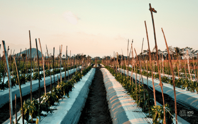 Strategi Menghemat Air Irigasi dengan Mulsa Plastik untuk Lahan Pertanian Kering