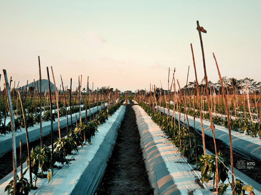 Mulsa super kilap cover