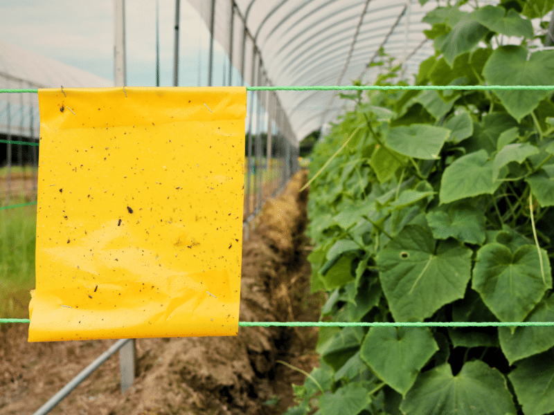 Alat perangkap serangga