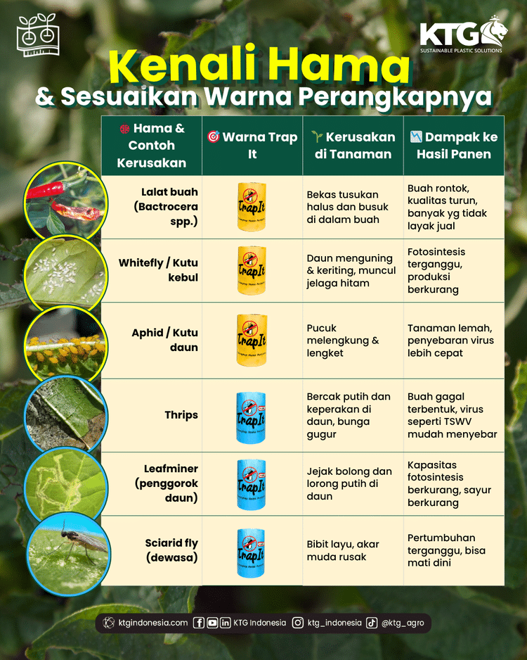 Jenis hama dengan warna perangkap