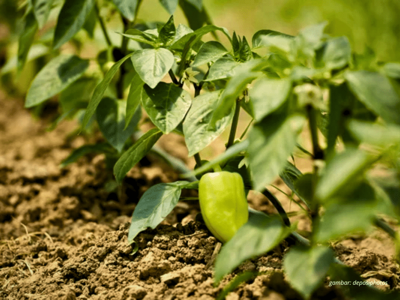 Pemasangan selang irigasi