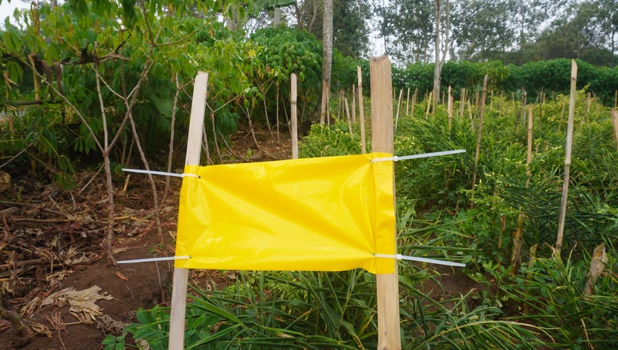Trap it kuning KTG