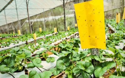 Warna Kuning Menarik Serangga? Ini Rahasia Efektivitas Trap It di Lahan Pertanian
