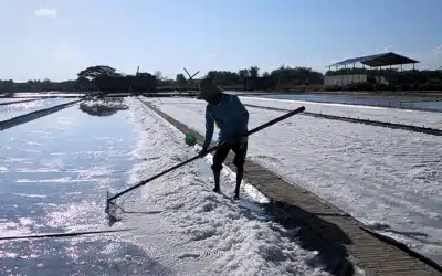 Geomembrane Tambak Garam: Mana yang Lebih Awet, 300 atau 500 Micron?