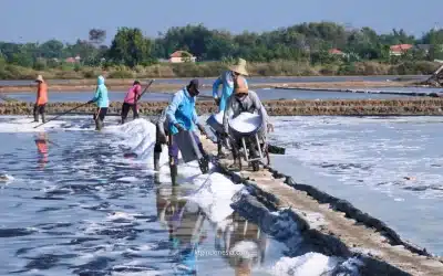 Plastik Untuk Tambak Terbaik: Geomembrane HDPE VS Terpal