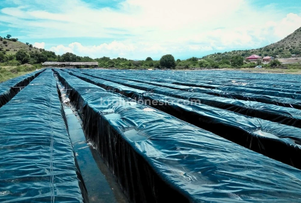 Budidaya rumput laut dengan geomembrane