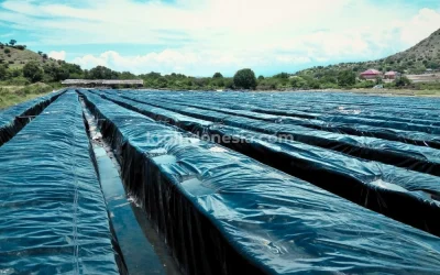 Budidaya Rumput Laut di Sumbawa NTB dengan Geomembrane: Studi Kasus Pengelolaan Lahan yang Lebih Terkontrol