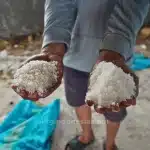 Hasil panen tambak garam